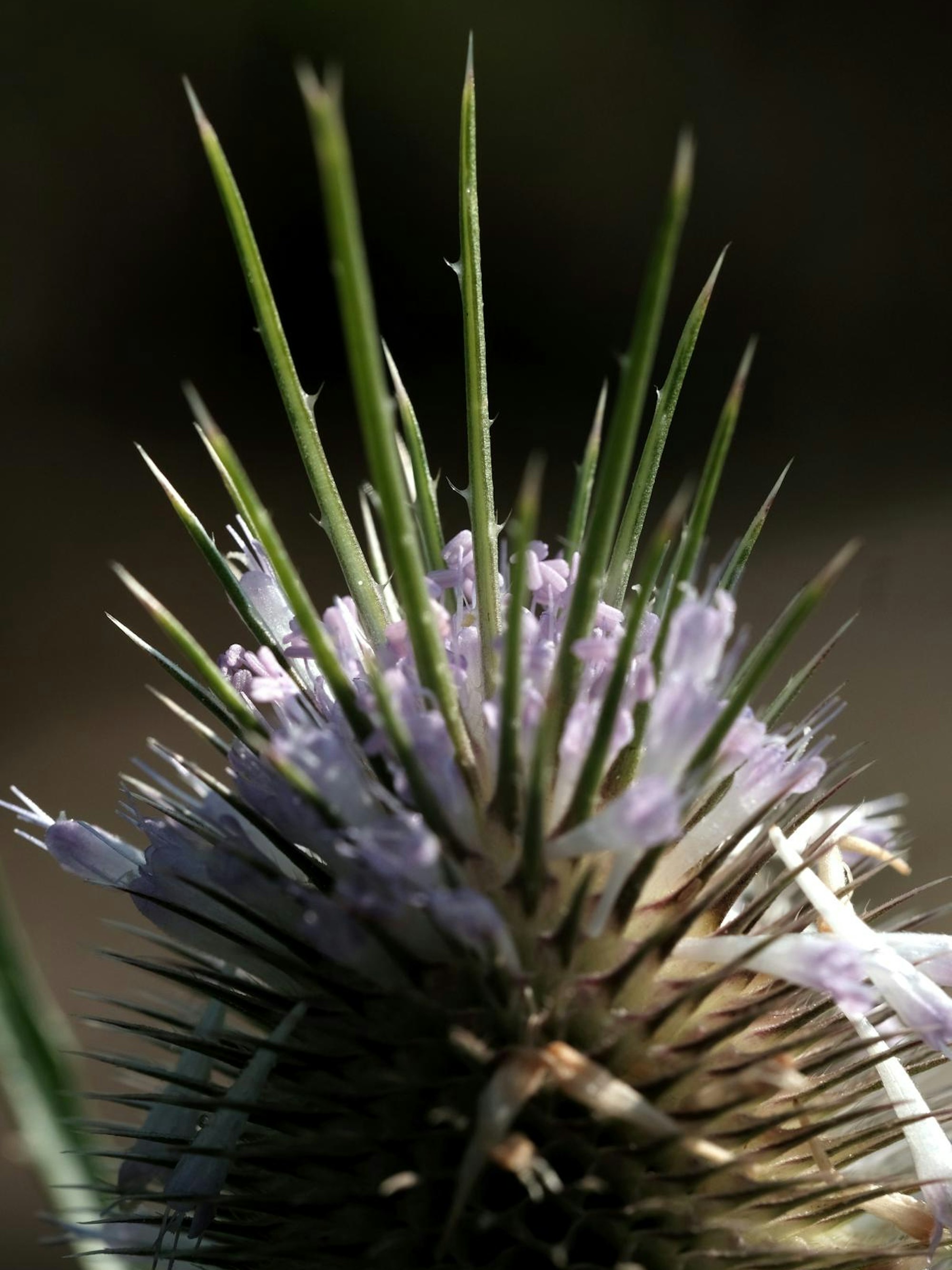 Bild 4 20200810-MAX-gartenkalender-23