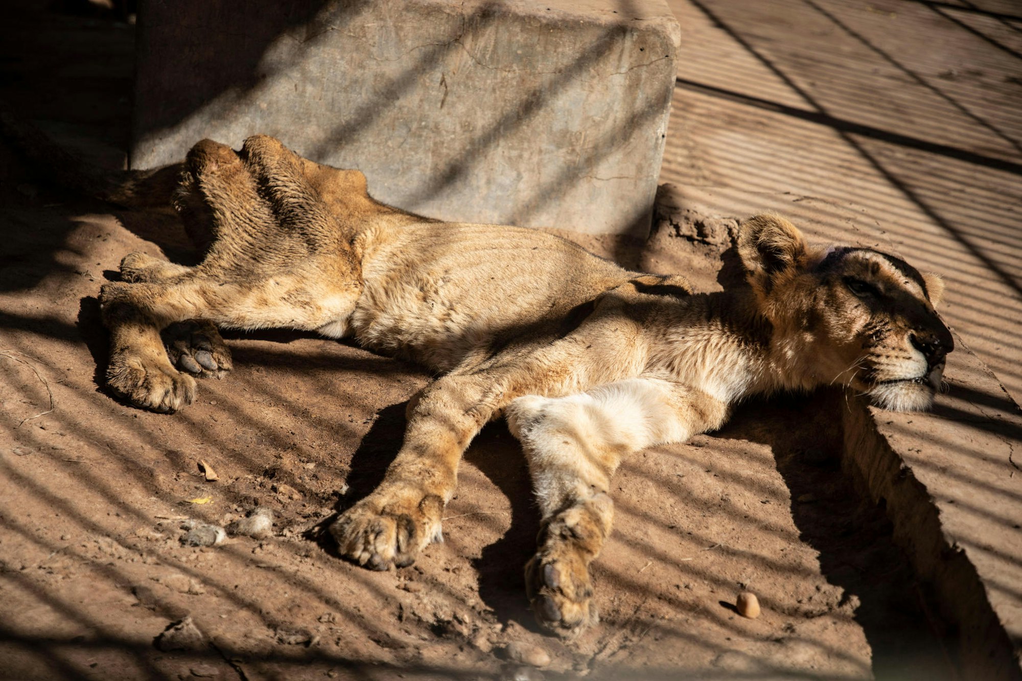 Löwen Sudan 2