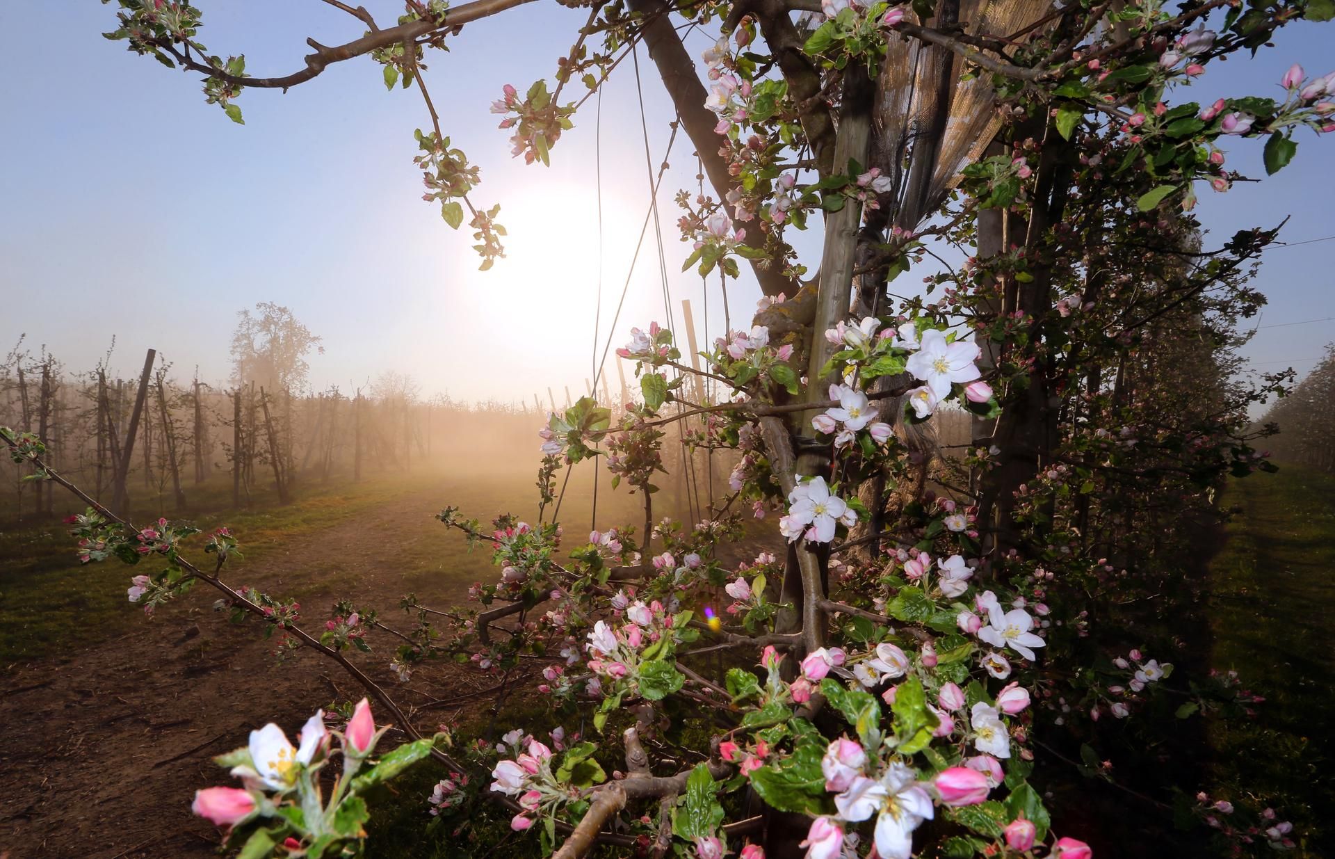 Obstblüte