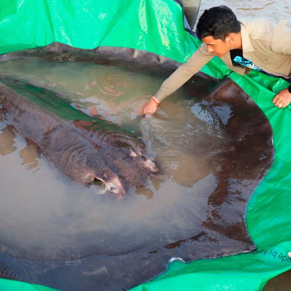 Riesenfisch mekong_02