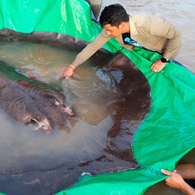 Riesenfisch mekong_02