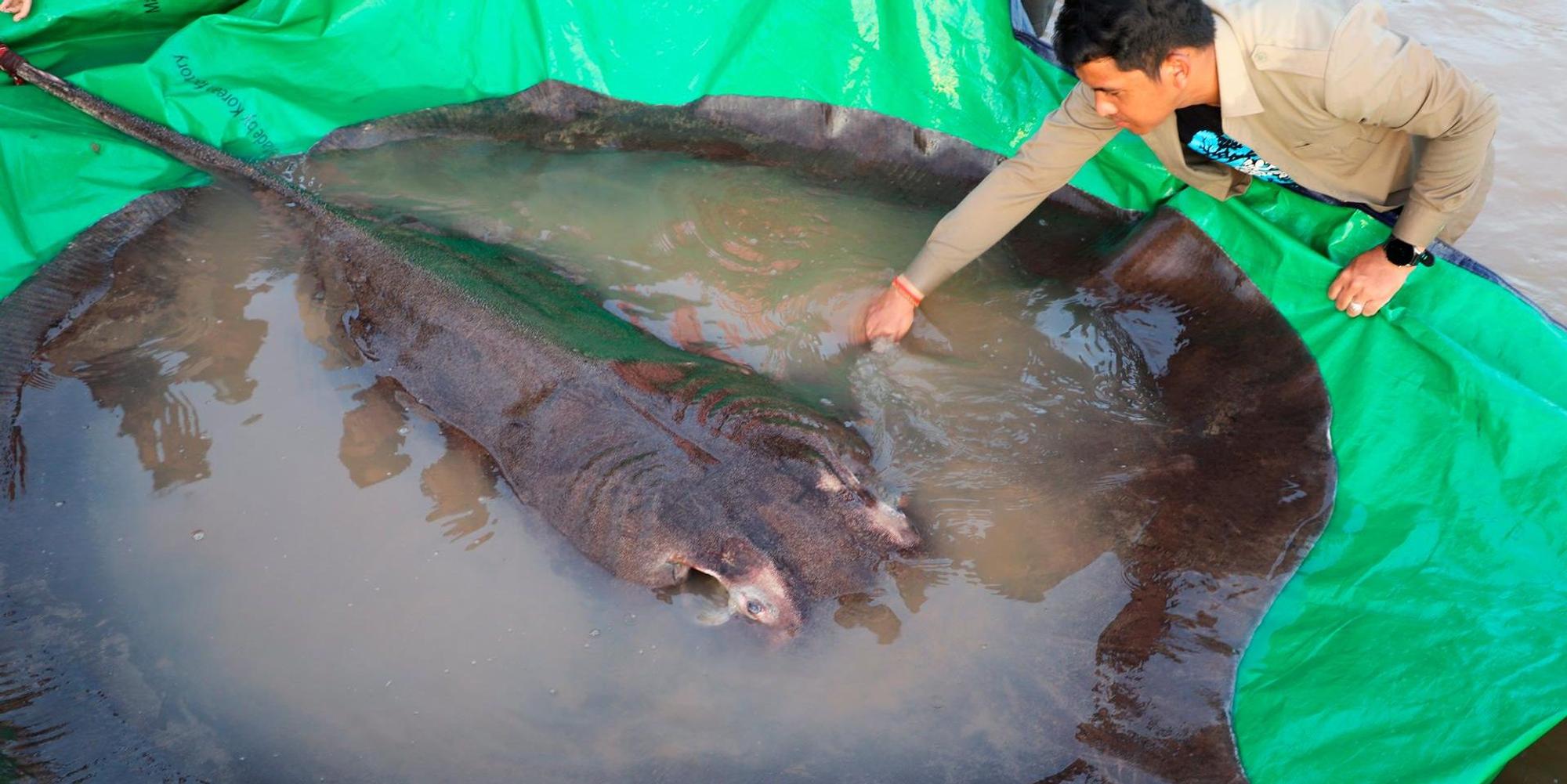Riesenfisch mekong_02