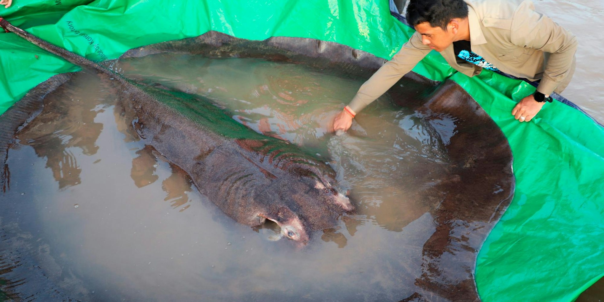Riesenfisch mekong_02