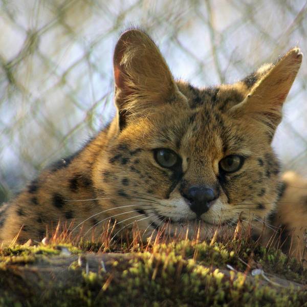 Serval_April_2020_by_Eva_Lindenschmidt_(40)