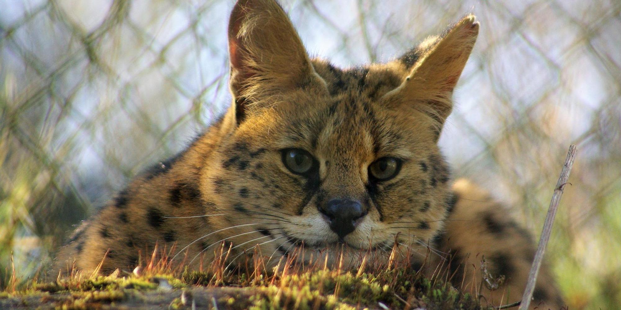 Serval_April_2020_by_Eva_Lindenschmidt_(40)