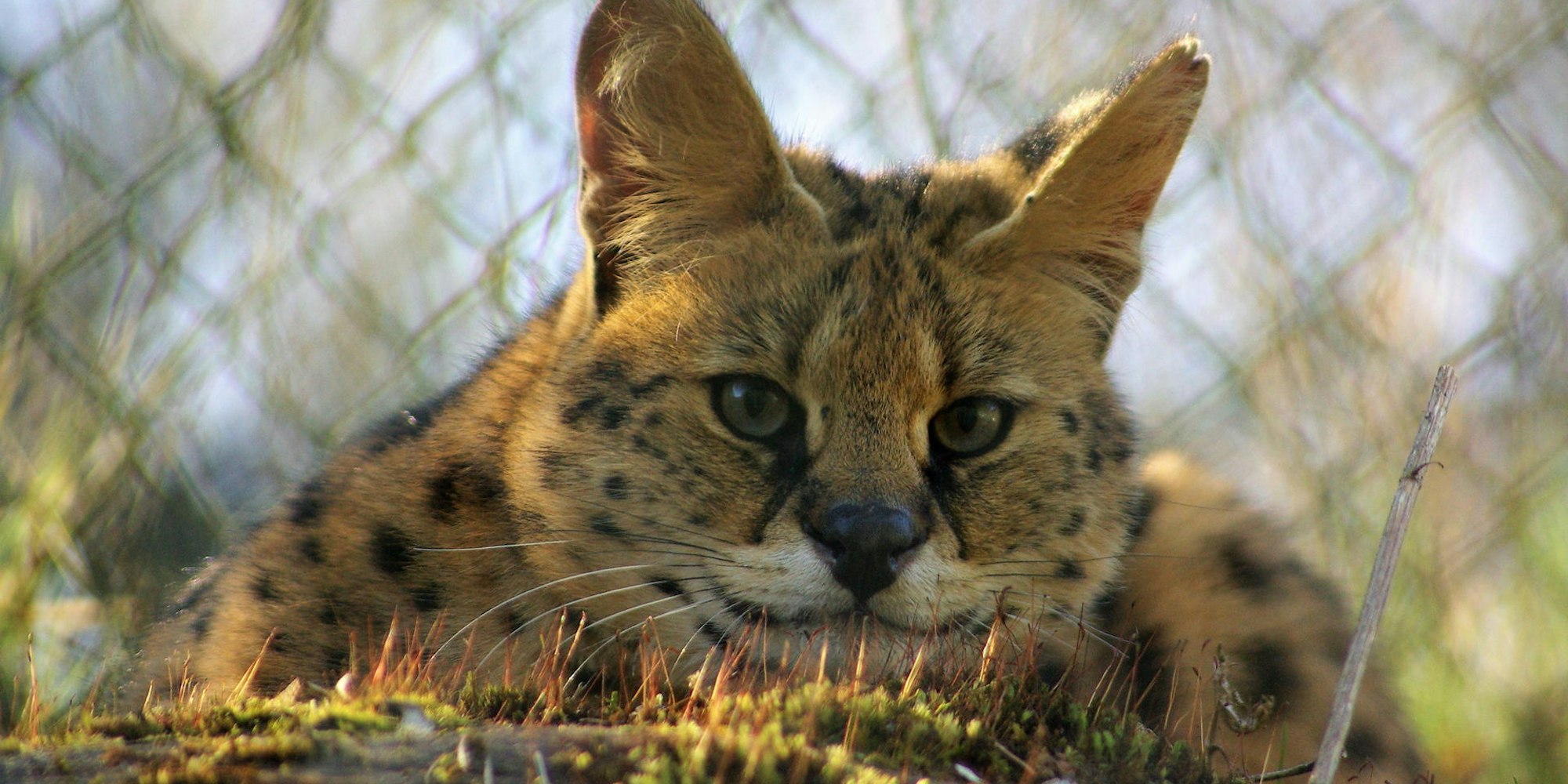 Serval_April_2020_by_Eva_Lindenschmidt_(40)