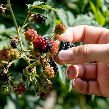 obst-straßenrand-dpa-100821