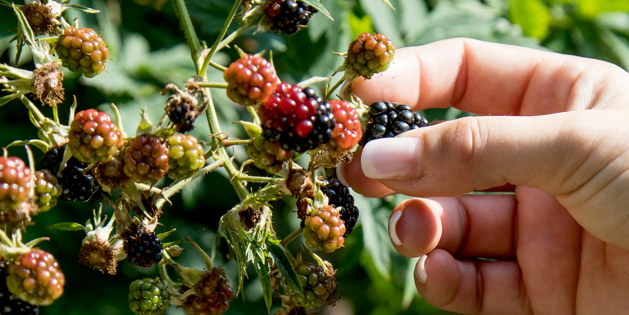 obst-straßenrand-dpa-100821