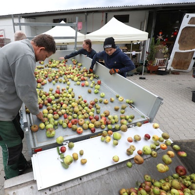 Aepfel_annahme_biologische_station_klein_oberpleis