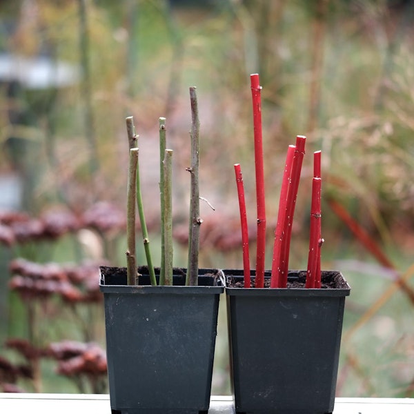 Gartenkalender Dezember 5