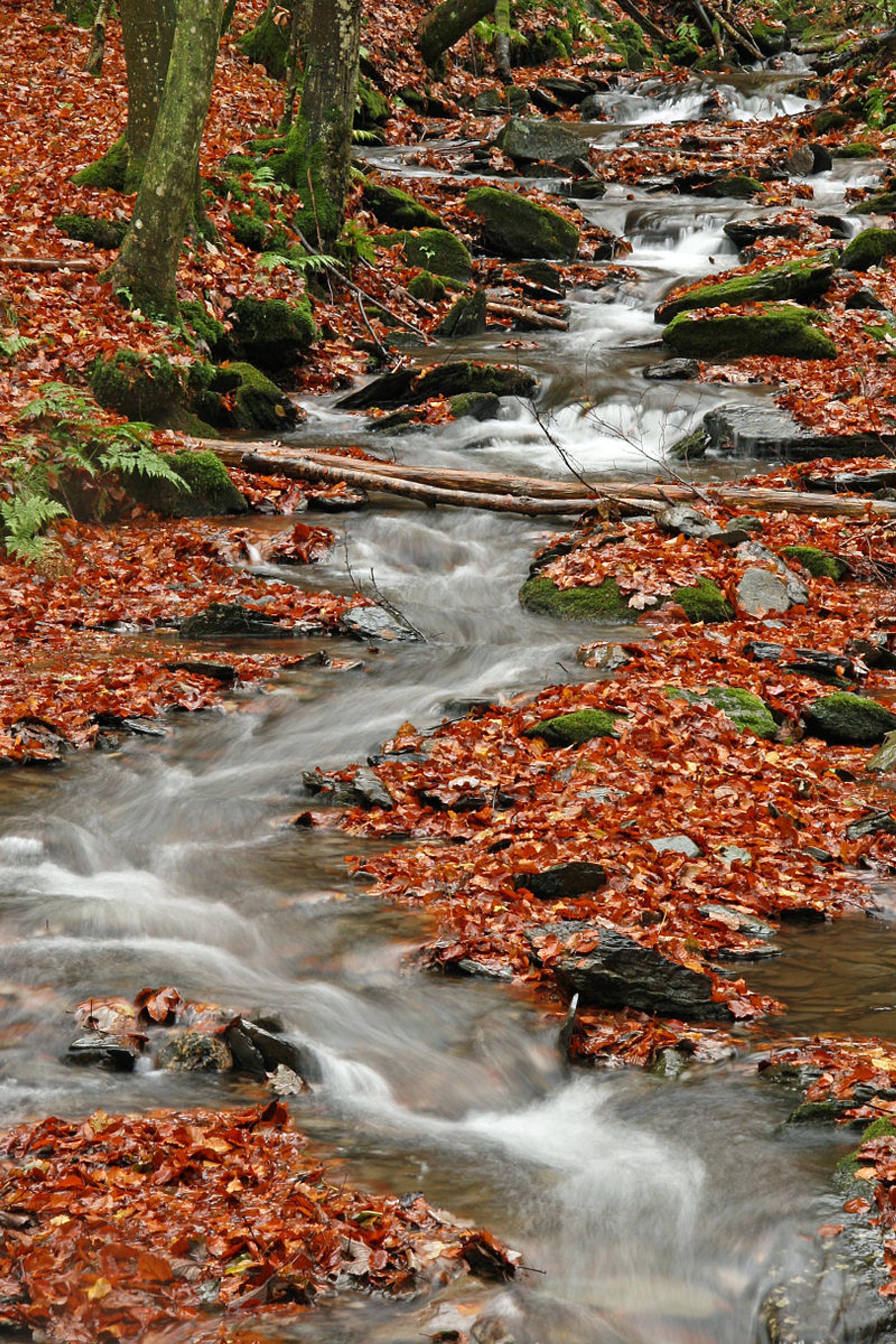 Eifelherbst_Wiki_3.0_SophieDorothee._Simemrath-Erkensruhrjpg
