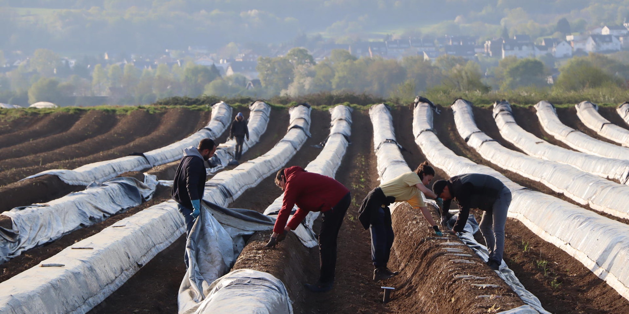 rhein-sieg-kreis_erntehelfer_mkl_4_