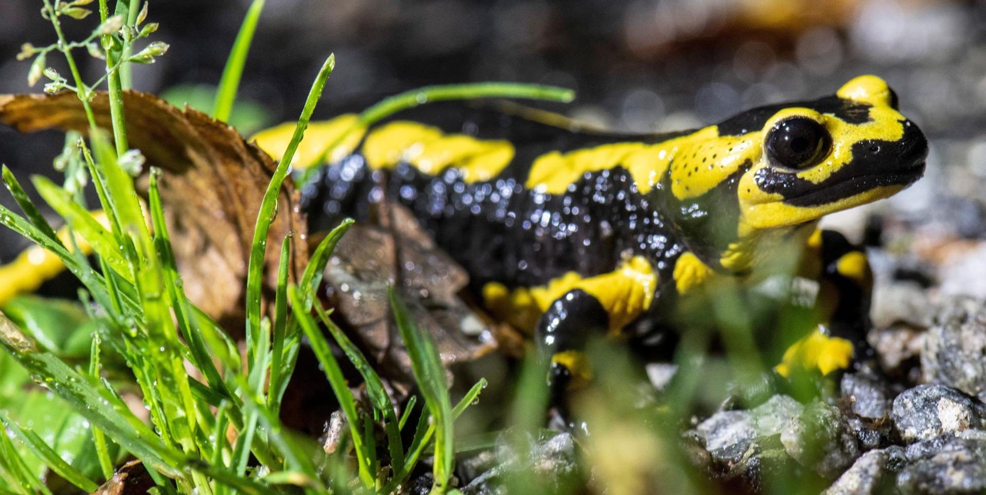 Feuersalamander