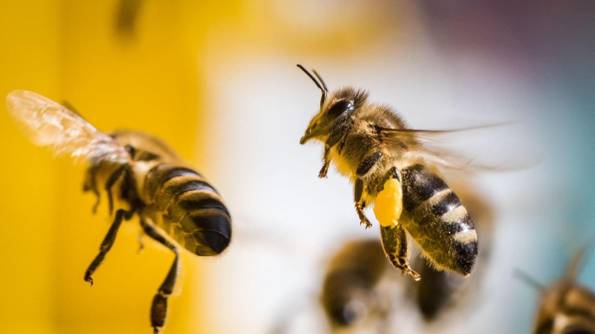 Bienen