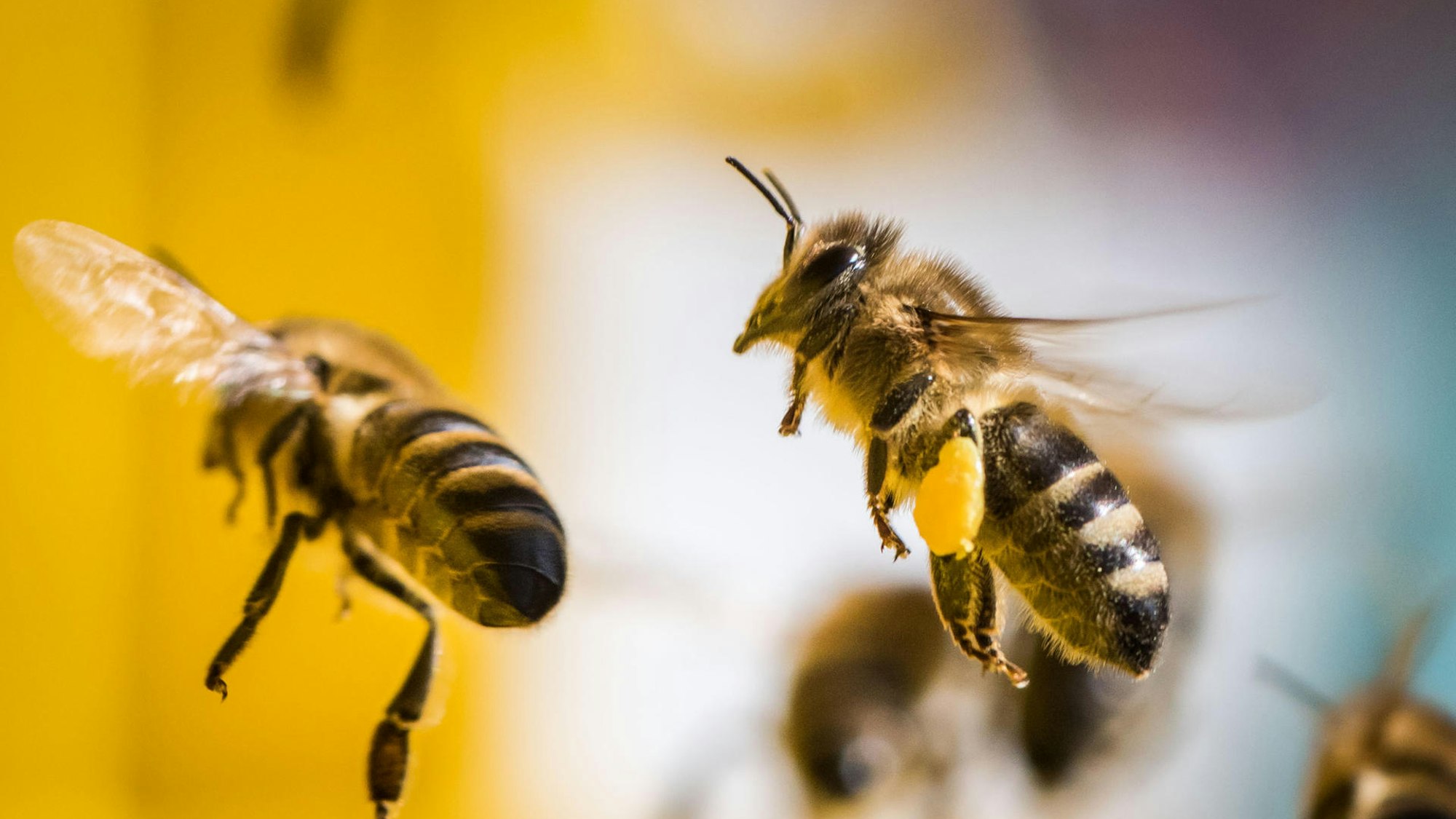 Bienen