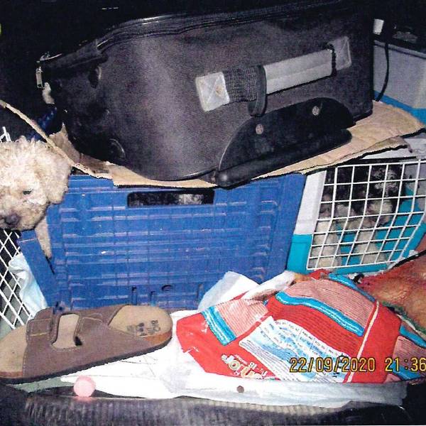 HundetransportA45