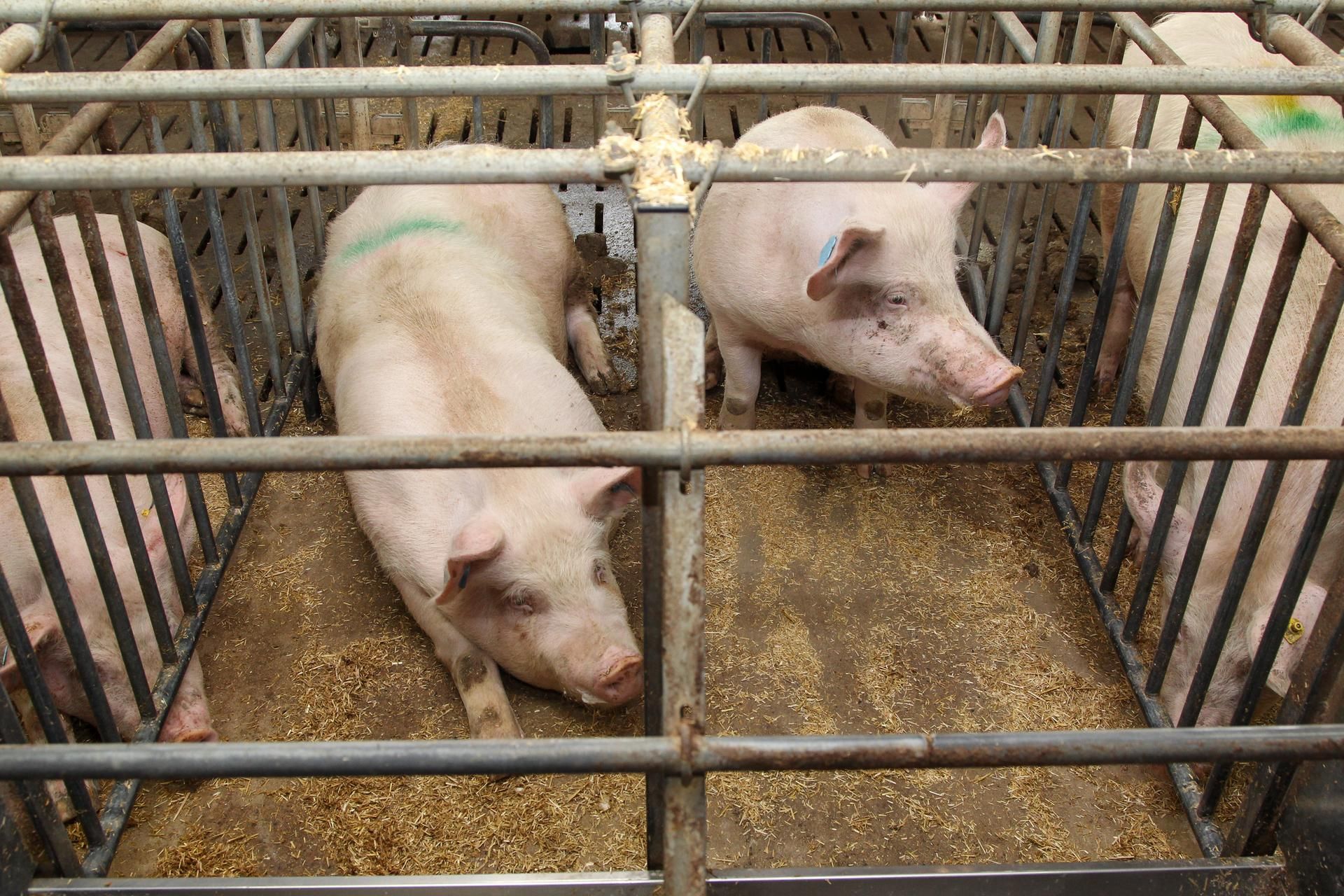 Schweine