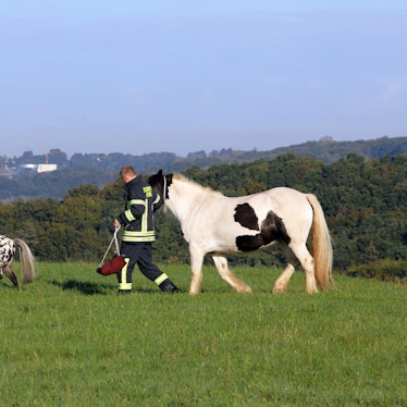 Overath Pferde eingefangen