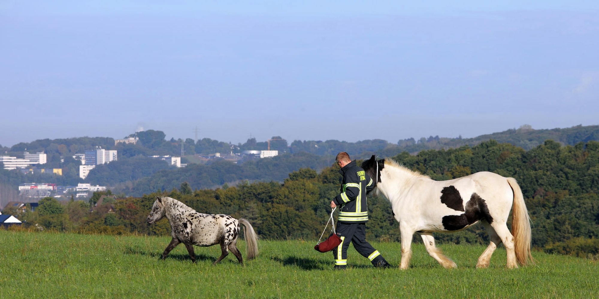 Overath Pferde eingefangen