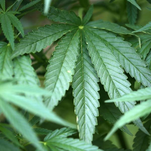 Cannabis dpa 191022
