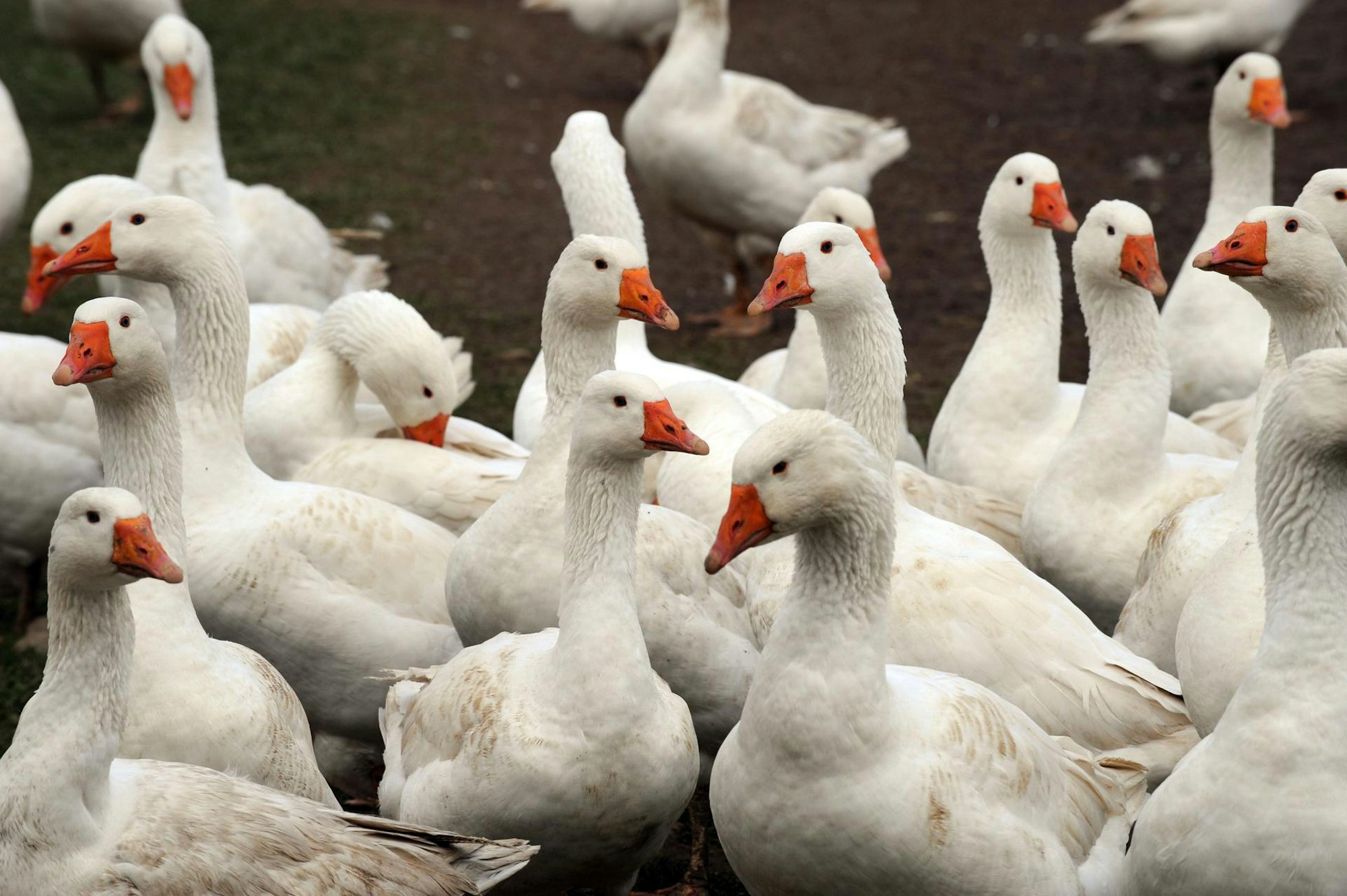 Gänse auf einem Hof.