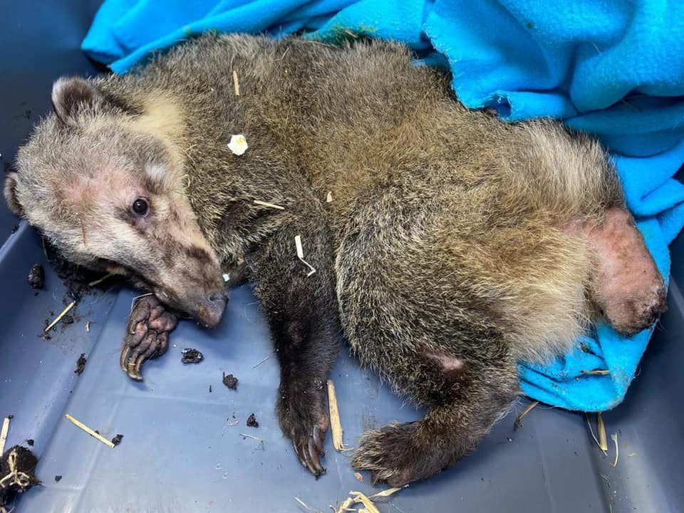 Nasenbär