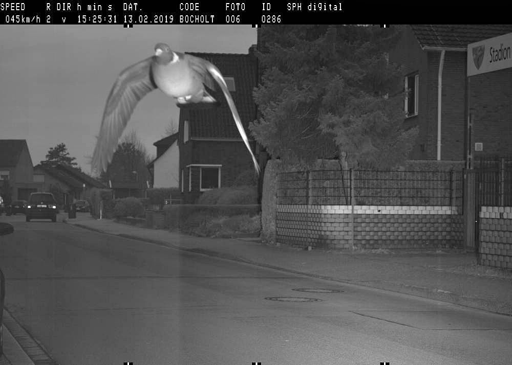 Rasende Taube Bocholt