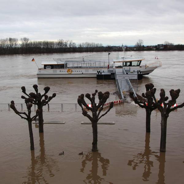 Rheinschwan Wesseling