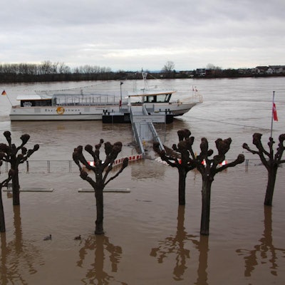 Rheinschwan Wesseling