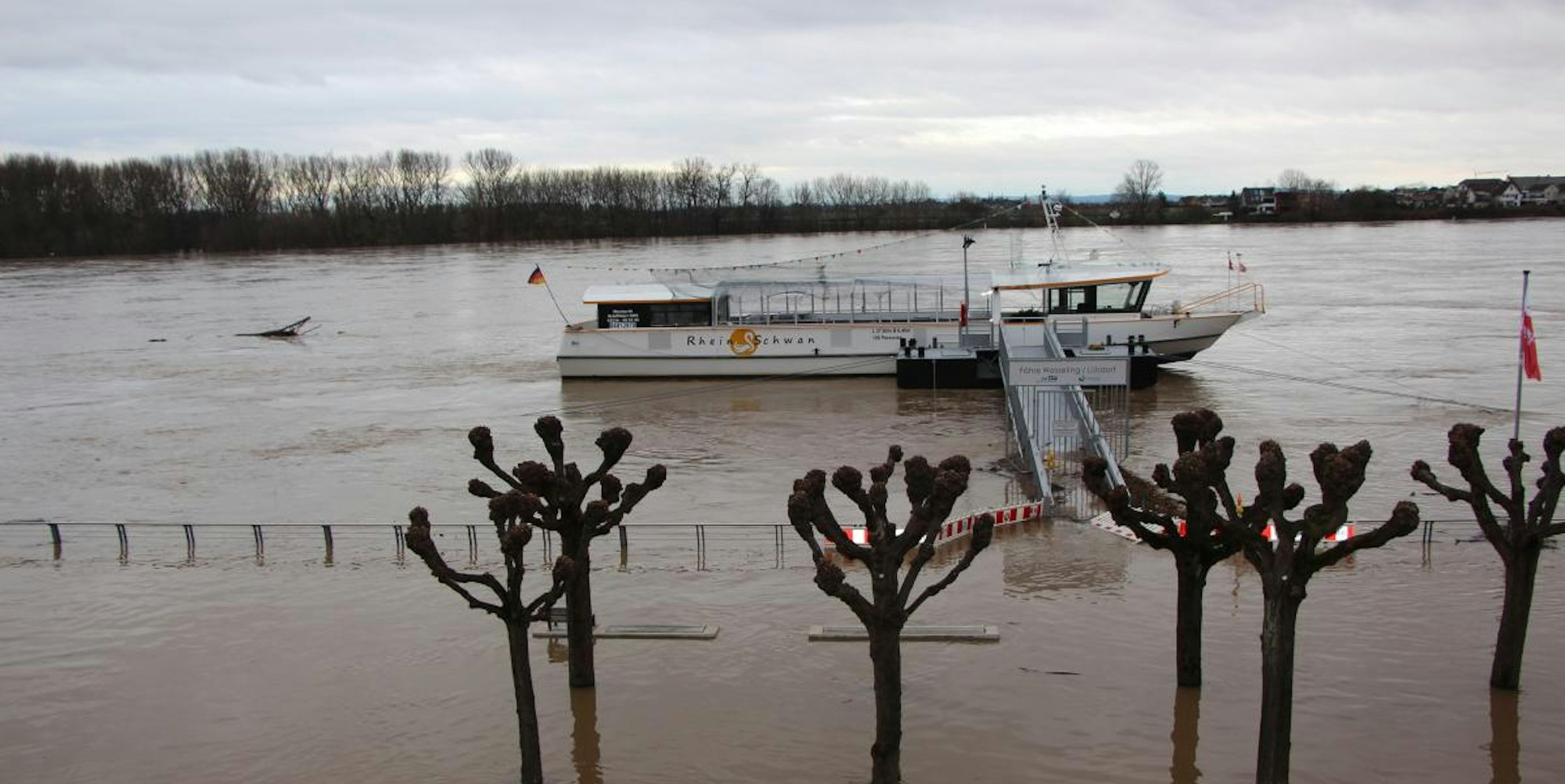 Rheinschwan Wesseling