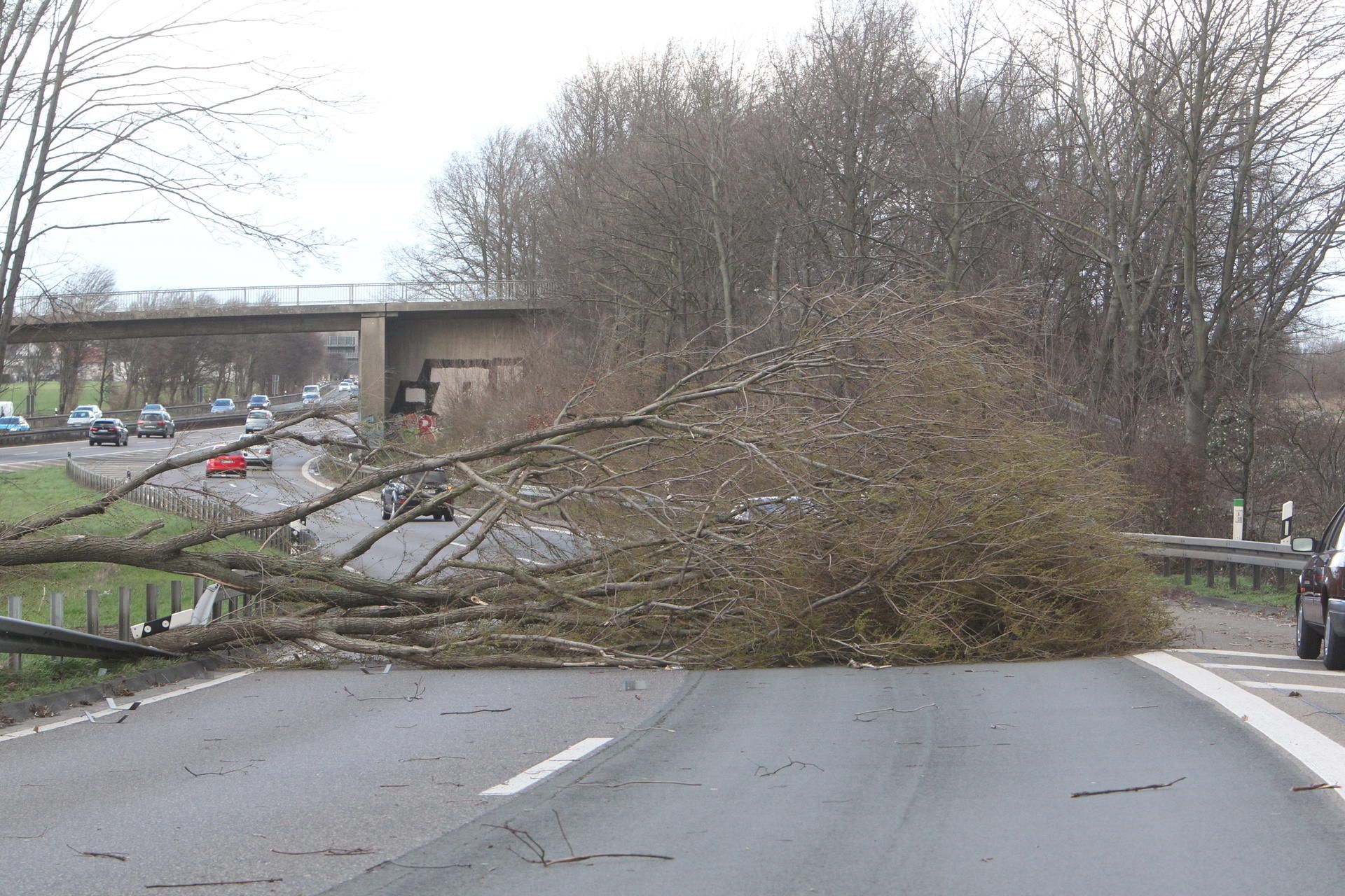 Baum_auf_Autobahndreieck_Beuel_Ost
