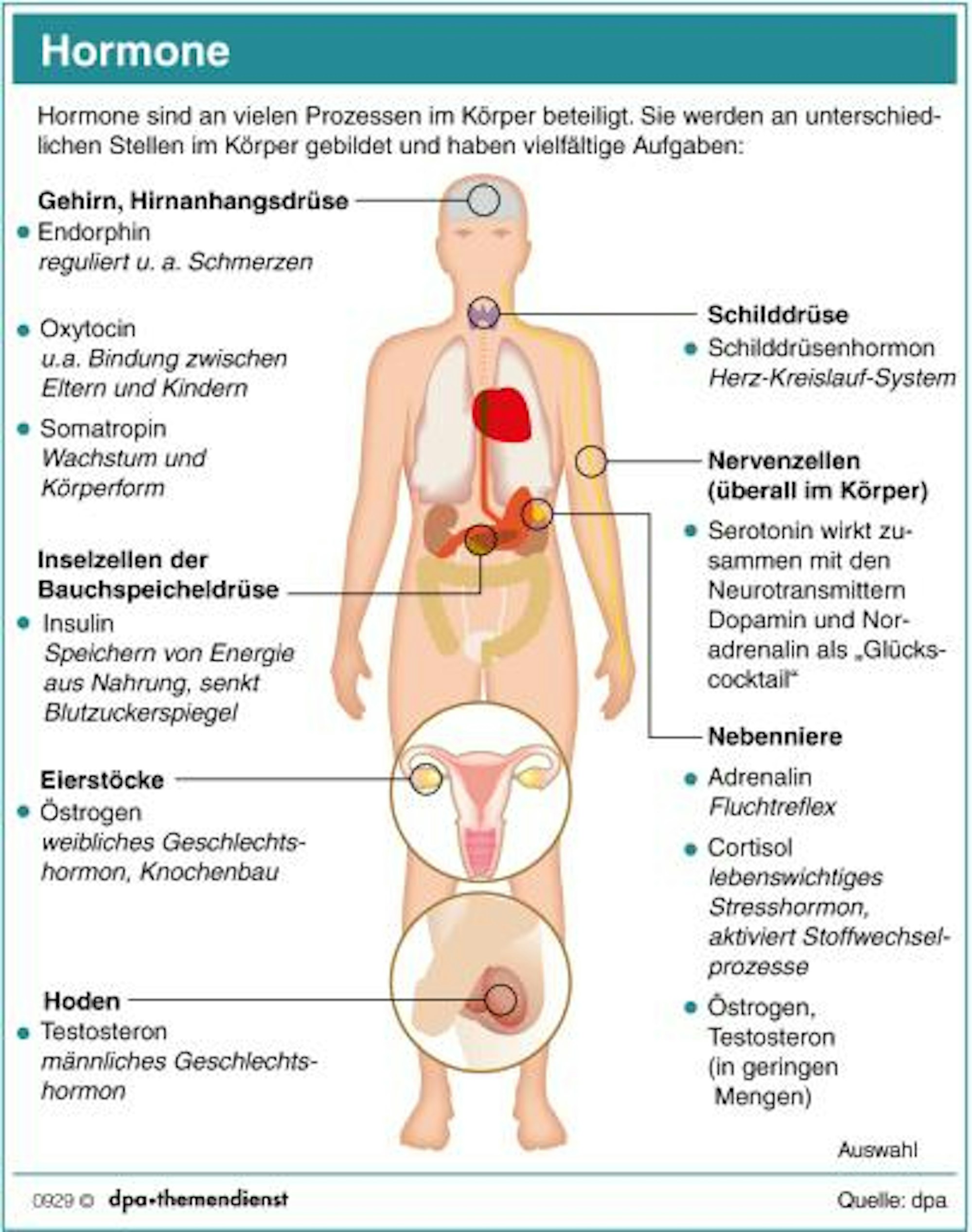 Hormone Abbildung dpa