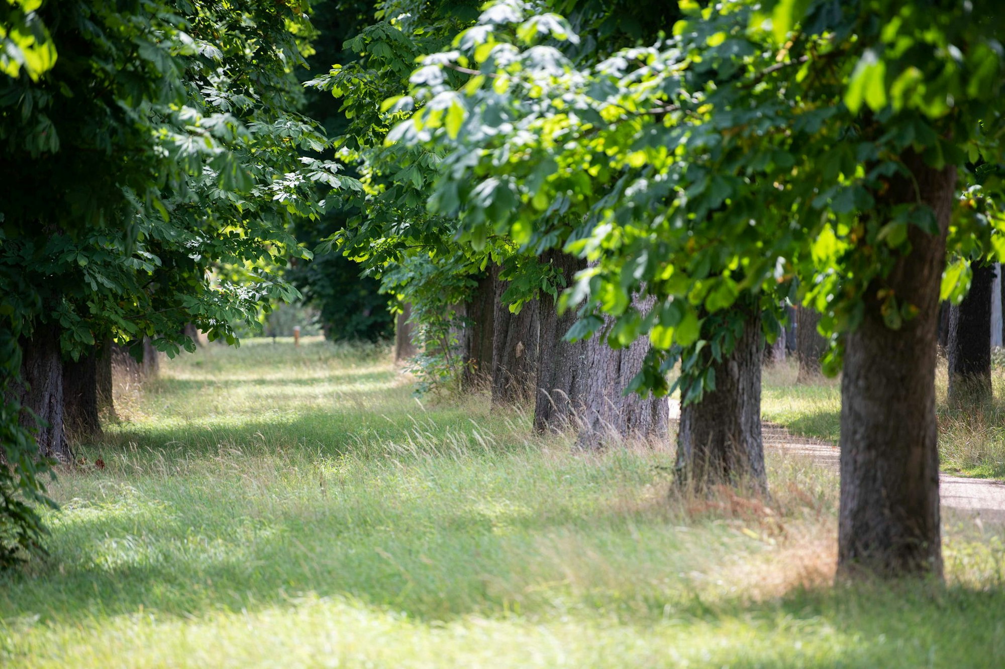 kastinien_wachendorf-2