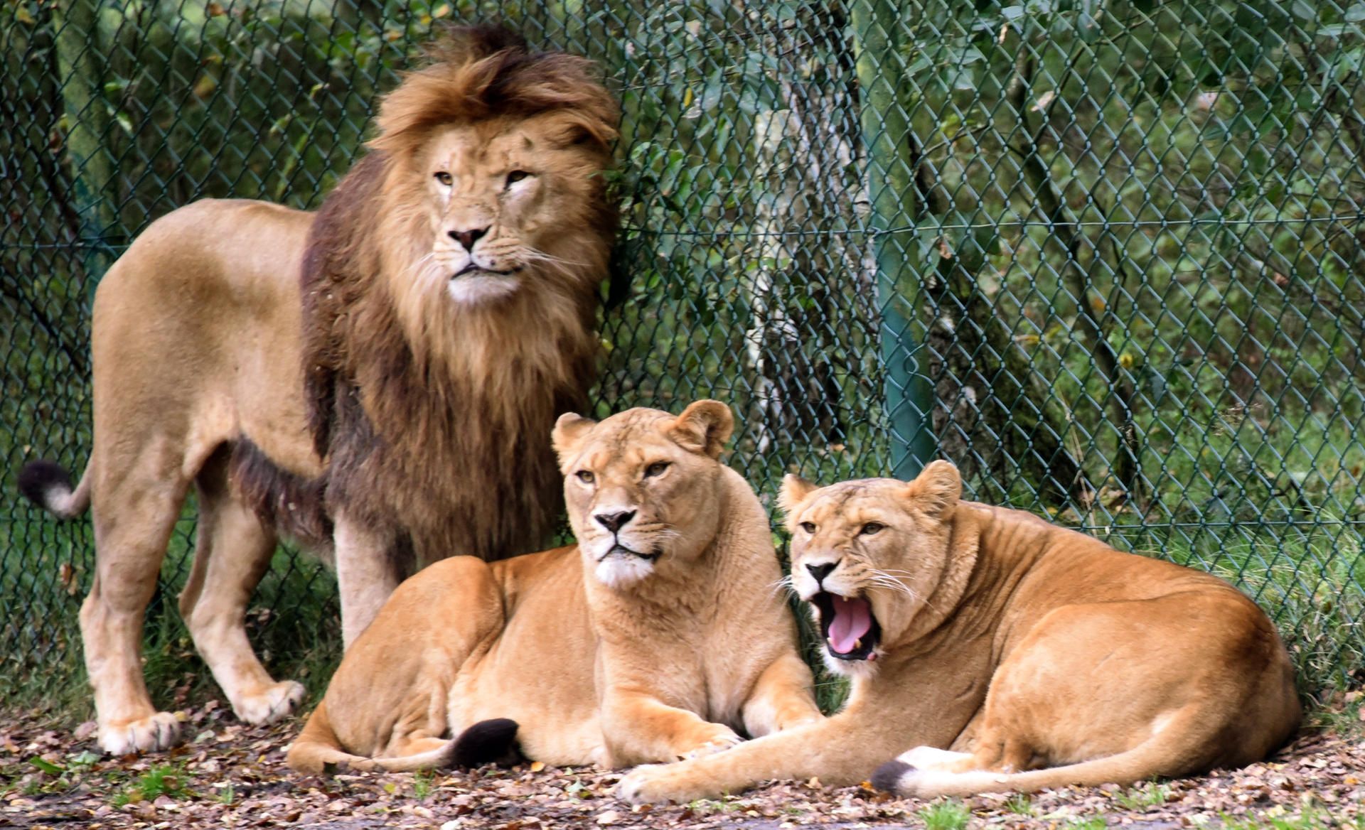 Löwen_Serengeti-Park