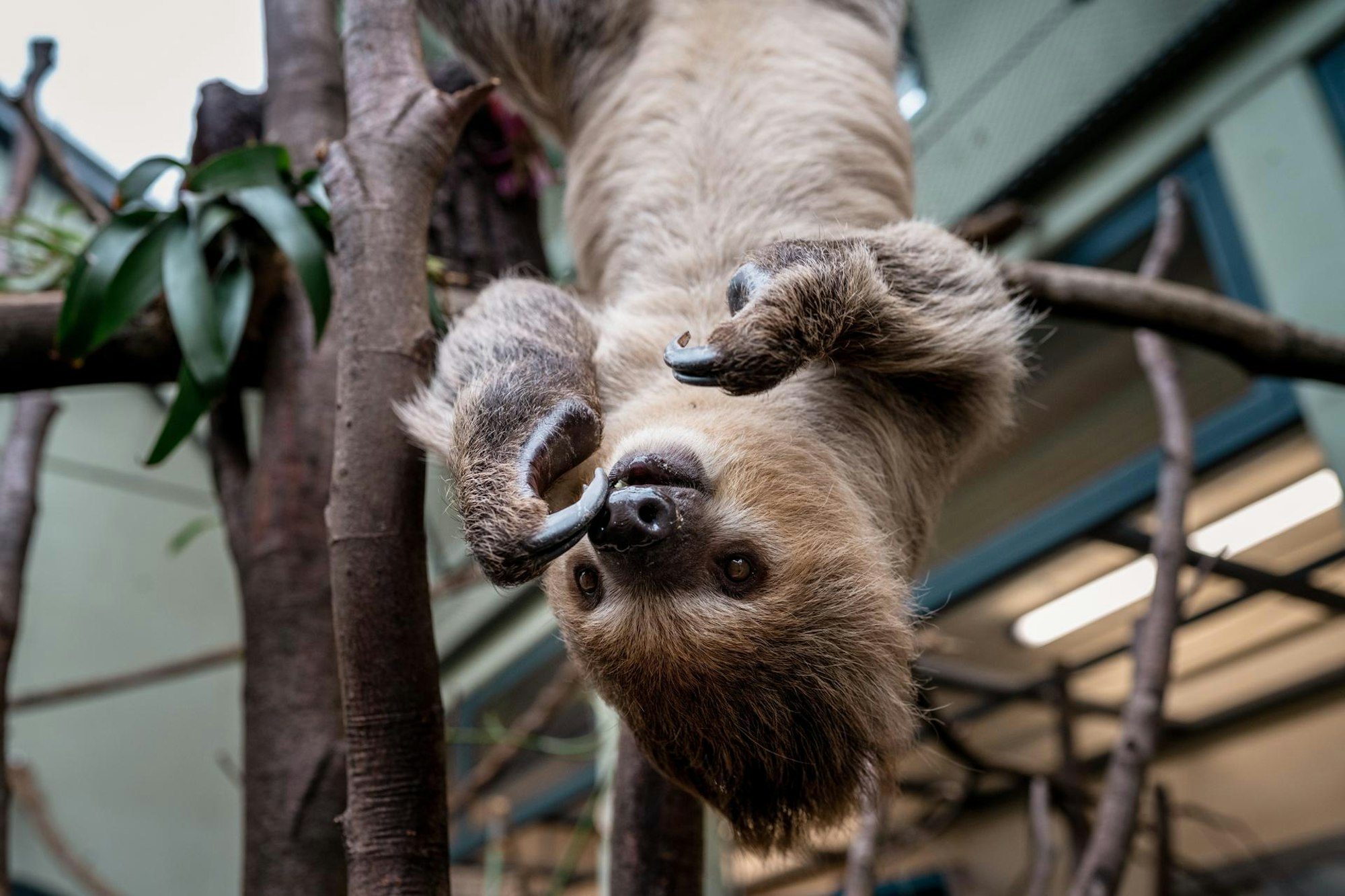 Faultier im Kölner Zoo