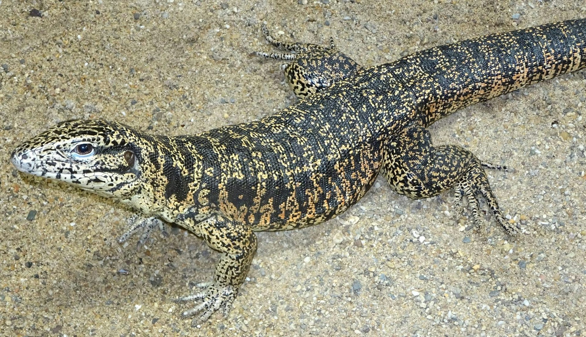 Weibchen Goldie phot. Thomas Ziegler