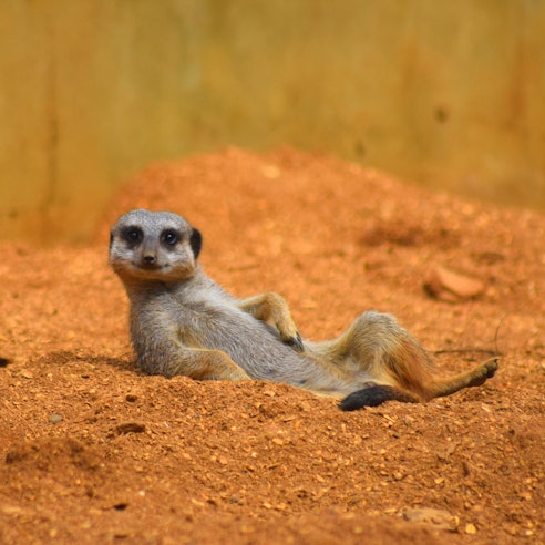 GettyImages-585613602