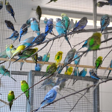 Wellensittiche Symbol DPA 100120