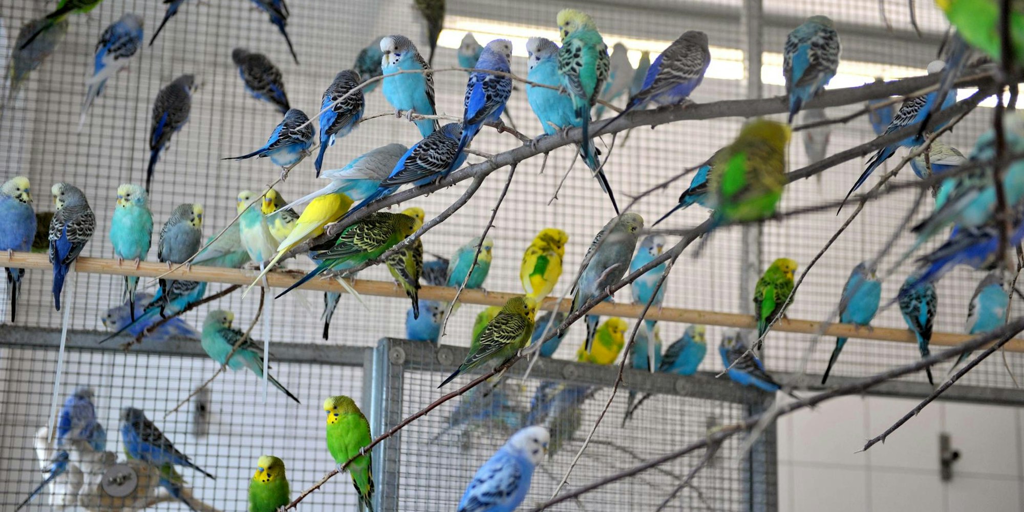 Wellensittiche Symbol DPA 100120