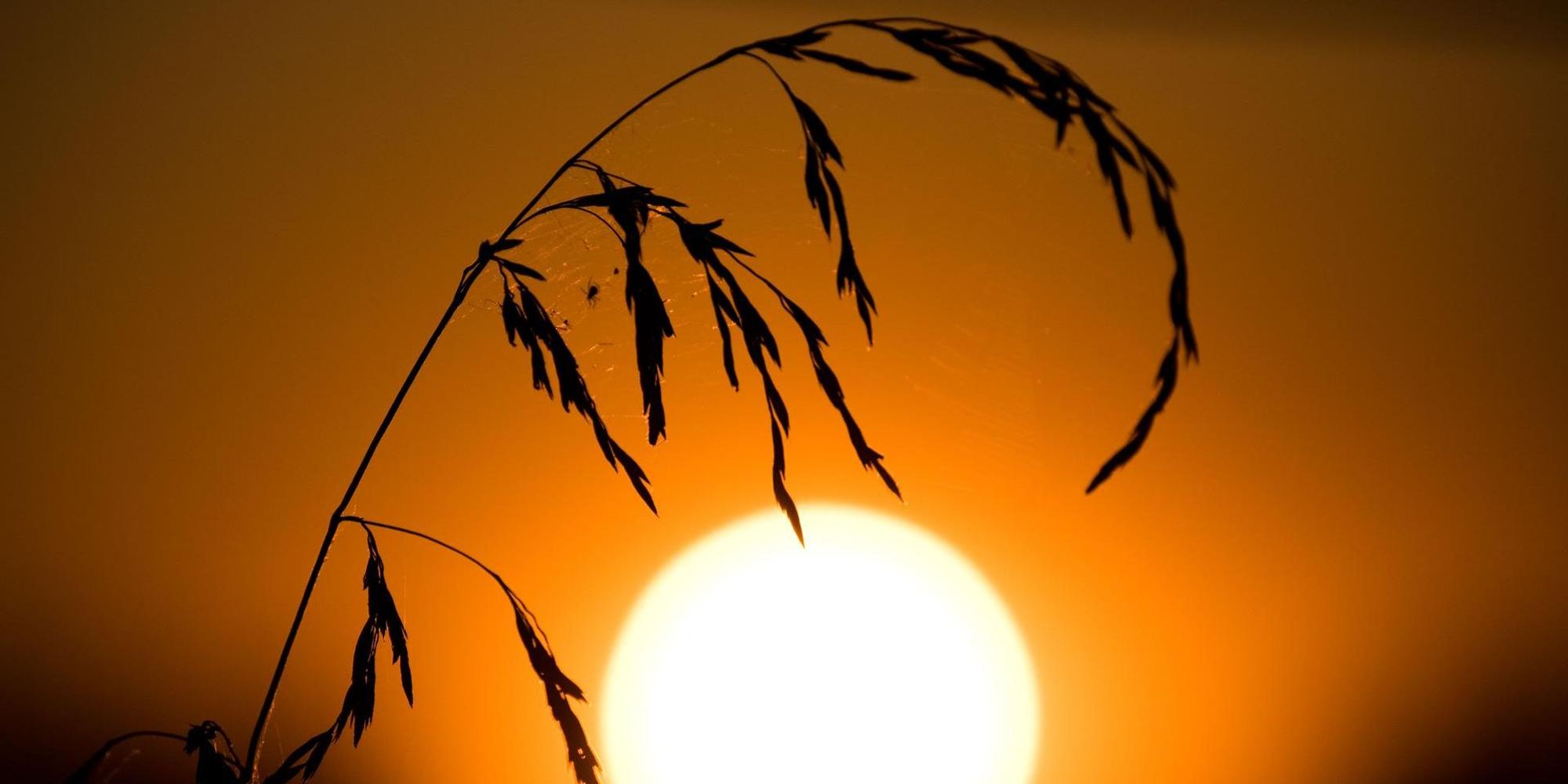 Sommer