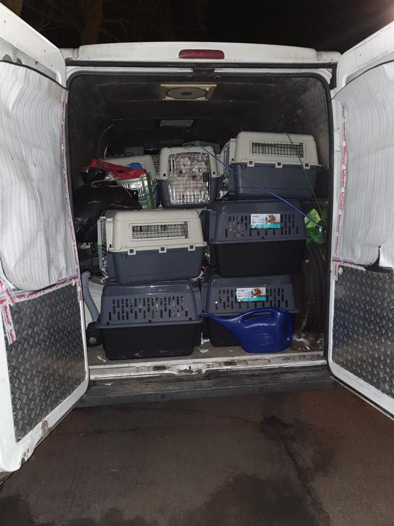 Tiertransport2