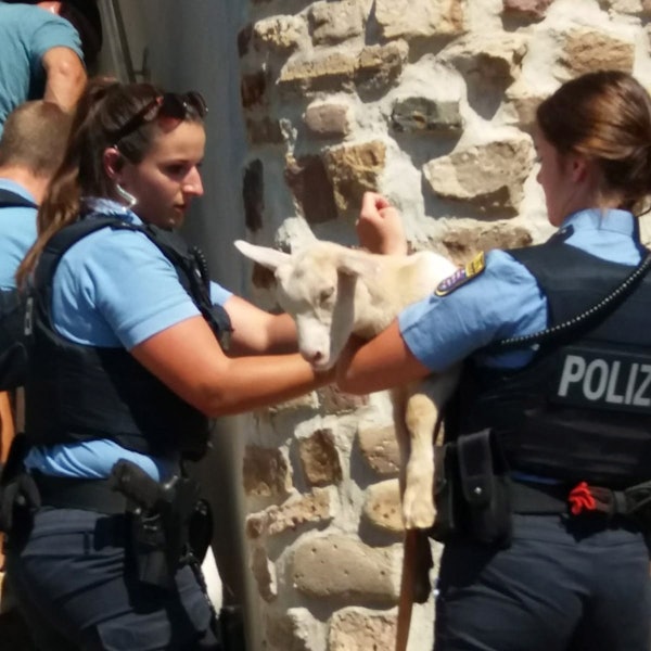 Polizei Kassel Ziegen
