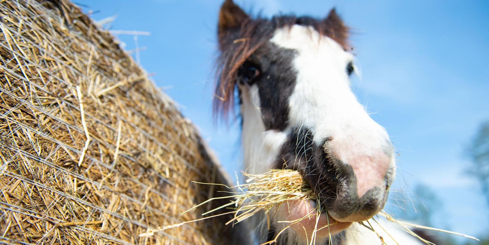 Pferd Heu