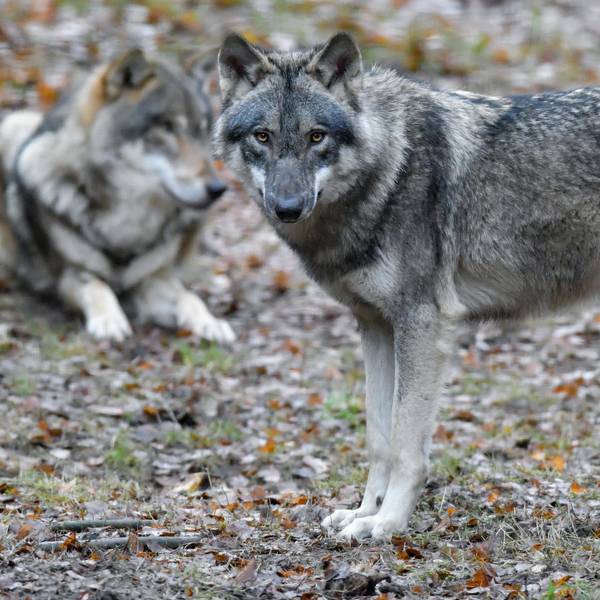 Wolf_Symbolbild