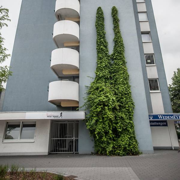 leverkusen-fassadenbegruenung-rheindorf--ALF_3764