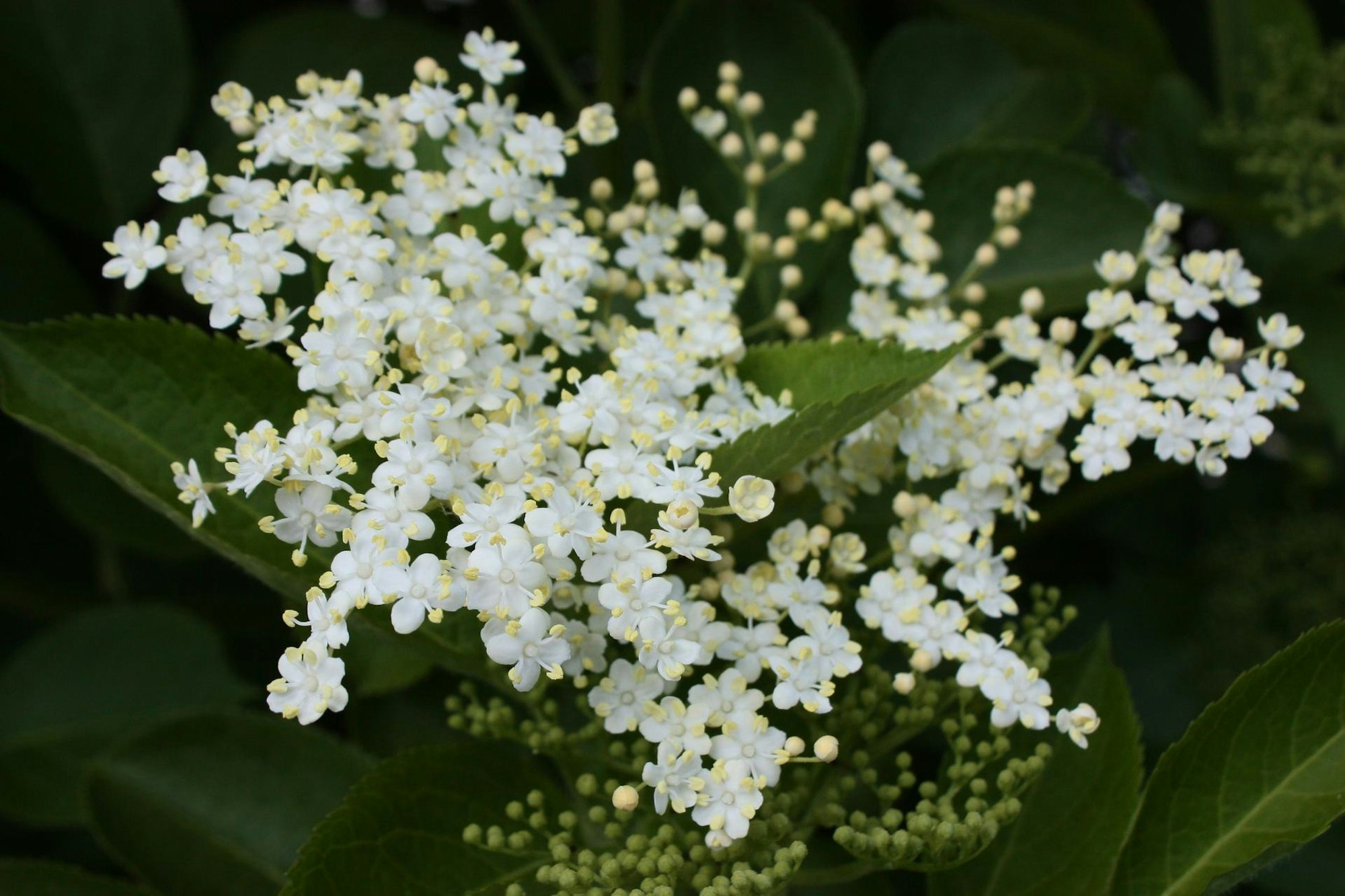 Sommerobst-Serie Holunder Blüten