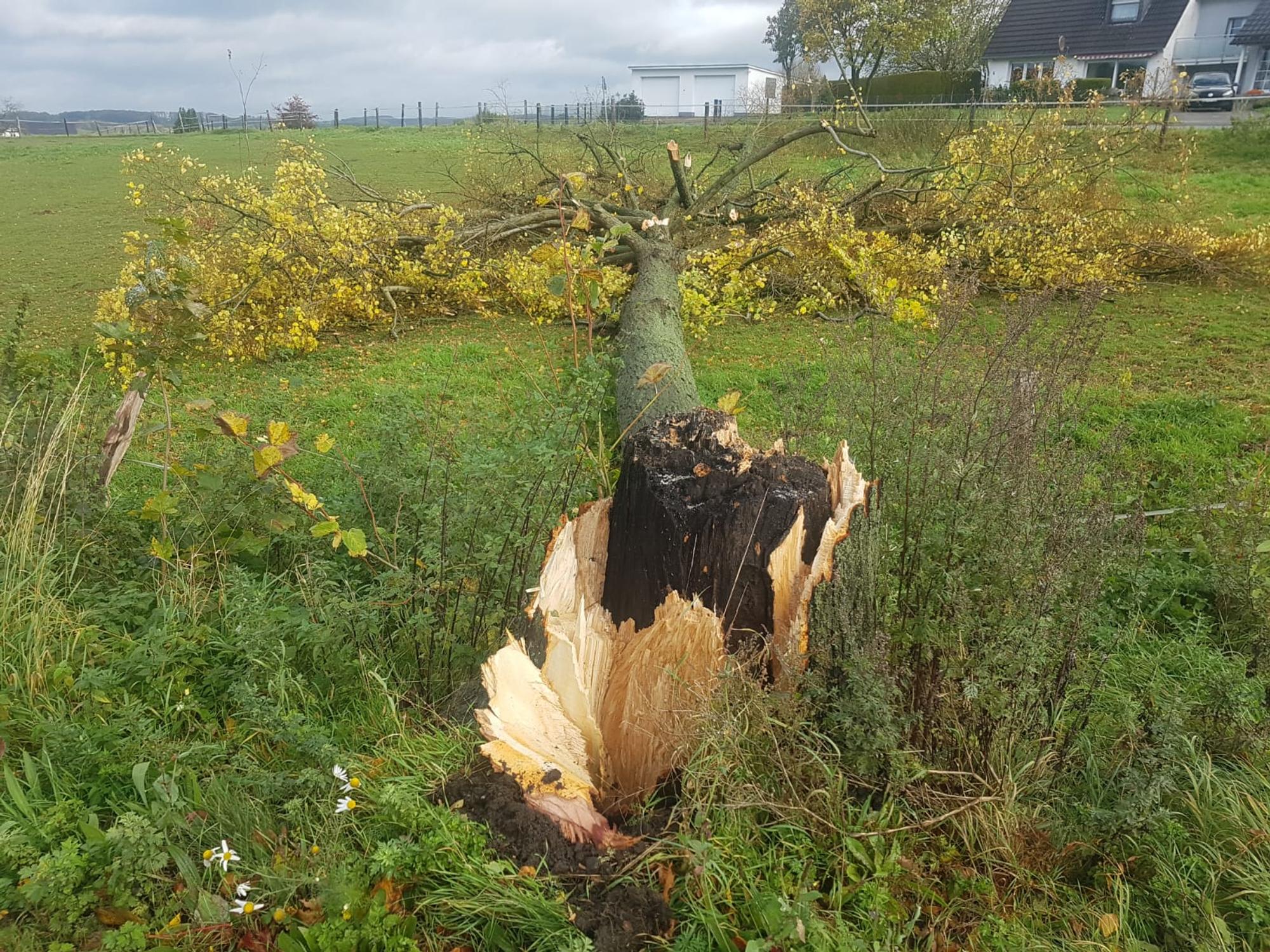 Abgeklickter Baum Herkenrath 211021