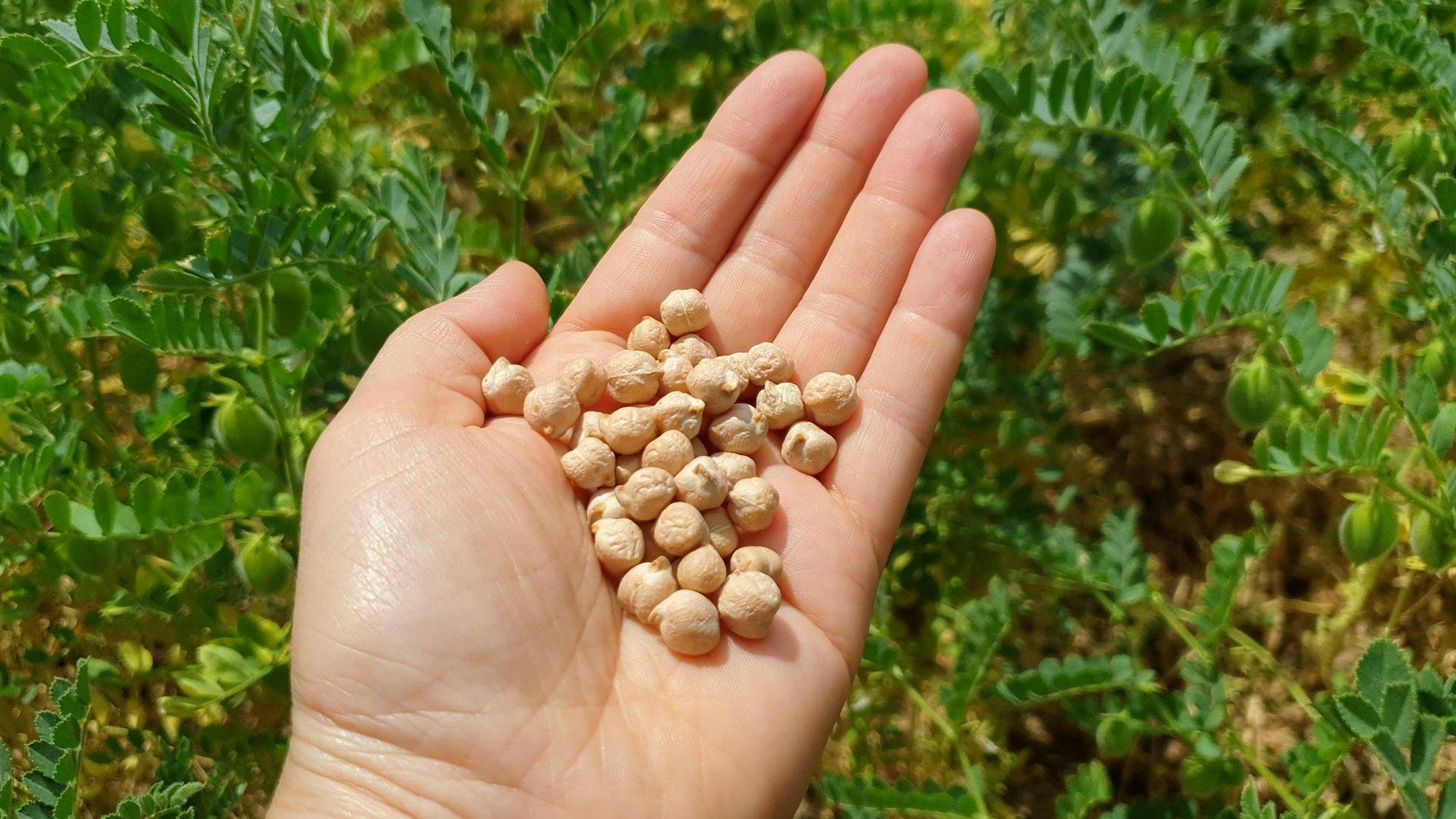 Kircherbsen liegen auf einer ausgestreckten Hand