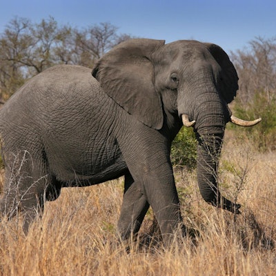 Elefant Krüger Nationalpark
