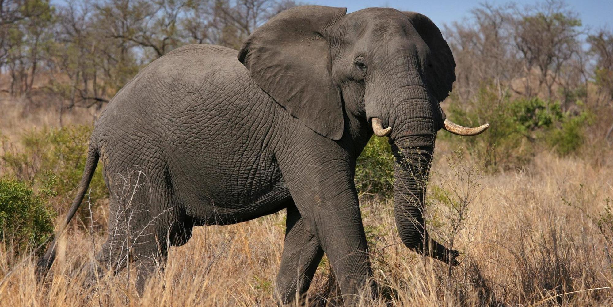 Elefant Krüger Nationalpark